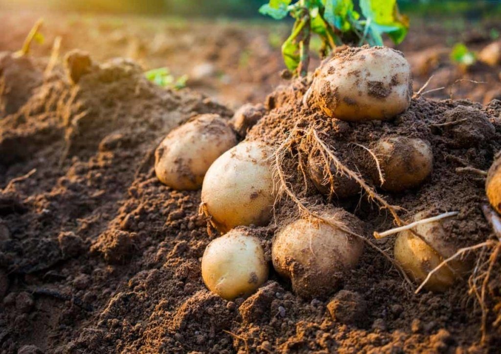 Треть картофеля уже потеряна: украинцев предупредили о плохом урожае корнеплодов