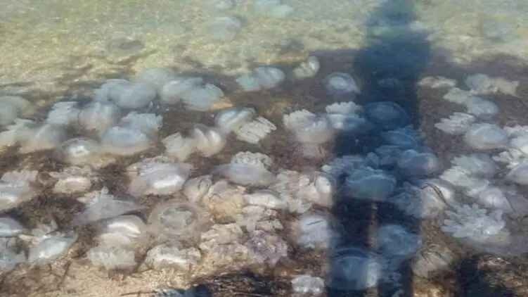 Медузы вернулись: пляжи Кирилловки снова накрыл "кисель"