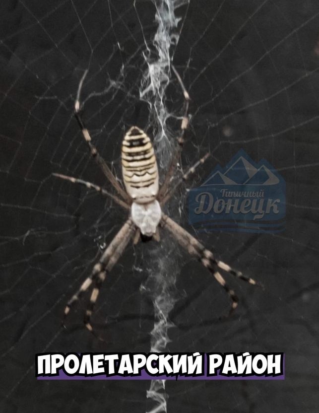 пауки в Донецке