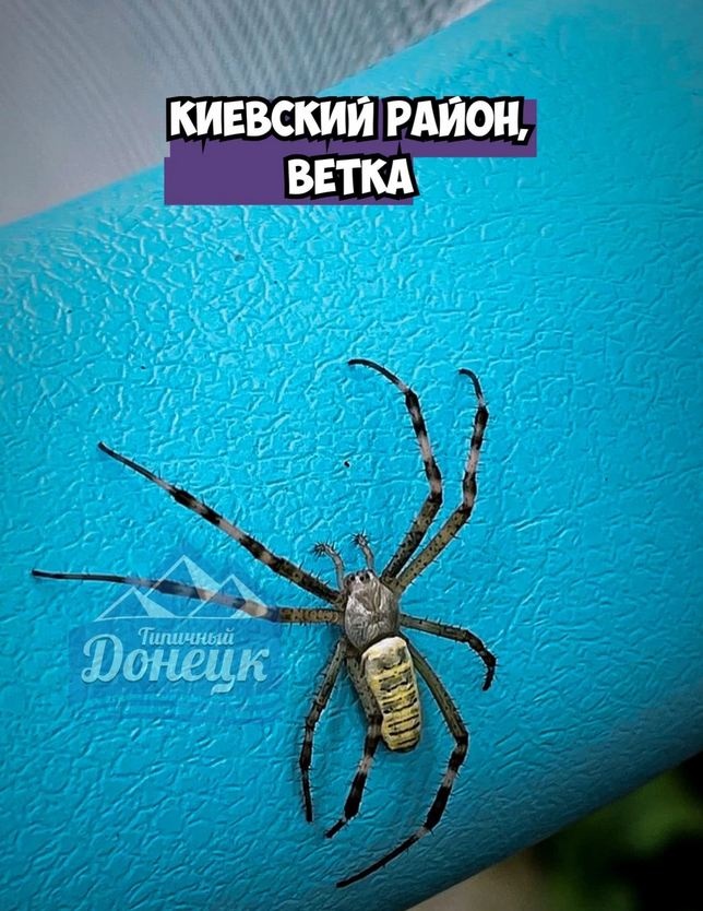 пауки в Донецке