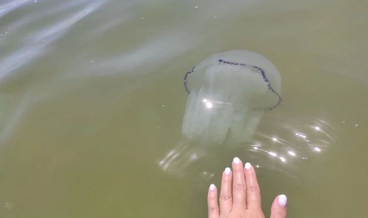 Весят по 3 кг: украинские курорты атаковали медузы-гиганты