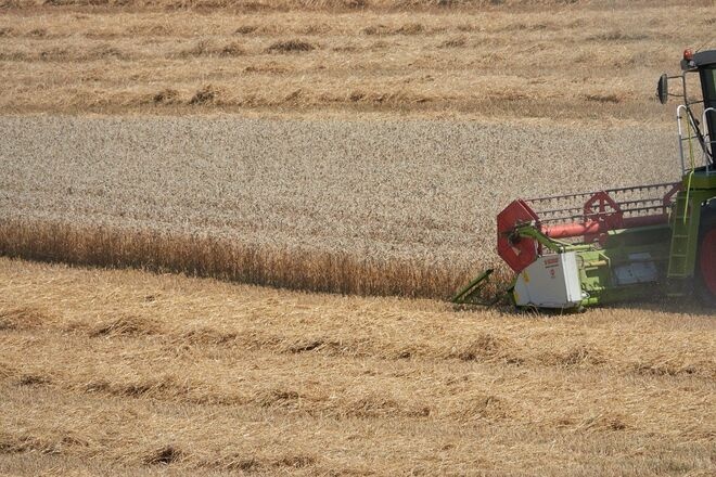 Украина готовится побить рекорд урожая пшеницы за всю историю независимости