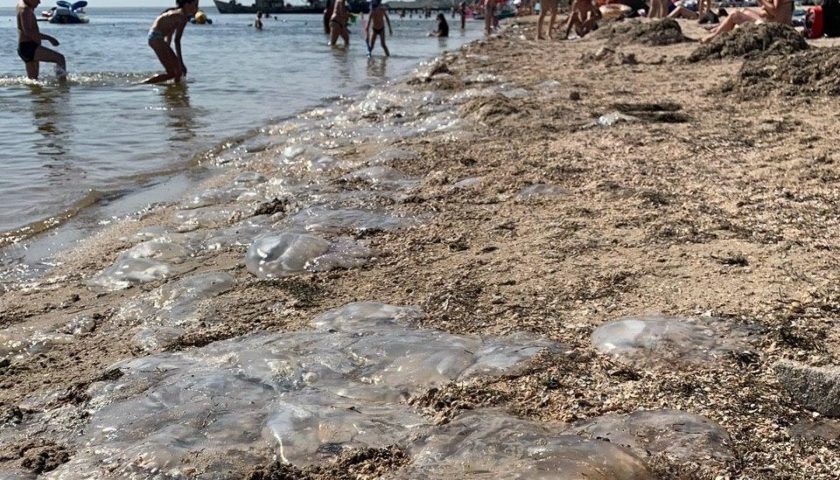 Власти Бердянска не будут убирать медуз с берега: все пляжи розданы в аренду