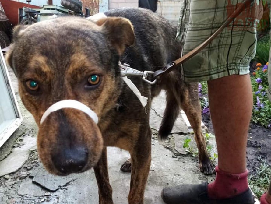 Смерть после нападения собаки в Запорожье: животное повредило артерию женщине