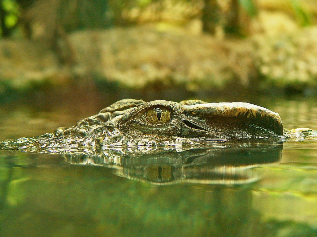 На Арабатской стрелке заметили крокодила, водоем оцепила полиция