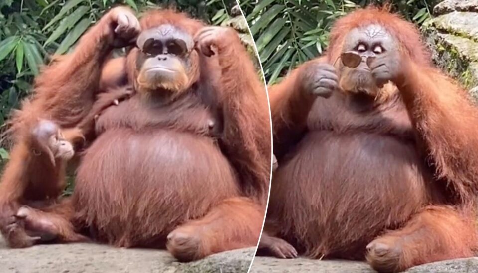 В Сеть выложили забавное видео с самкой орангутанга
