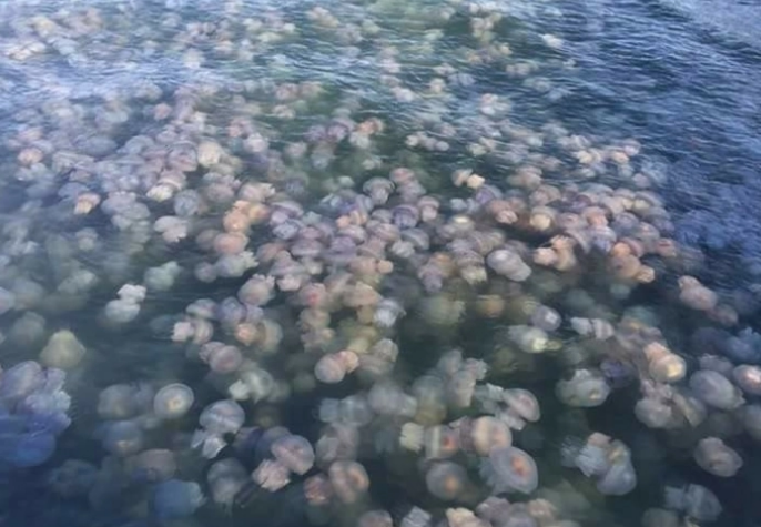 Отпуск в Кирилловке: медузы создают максимальный дискомфорт туристам