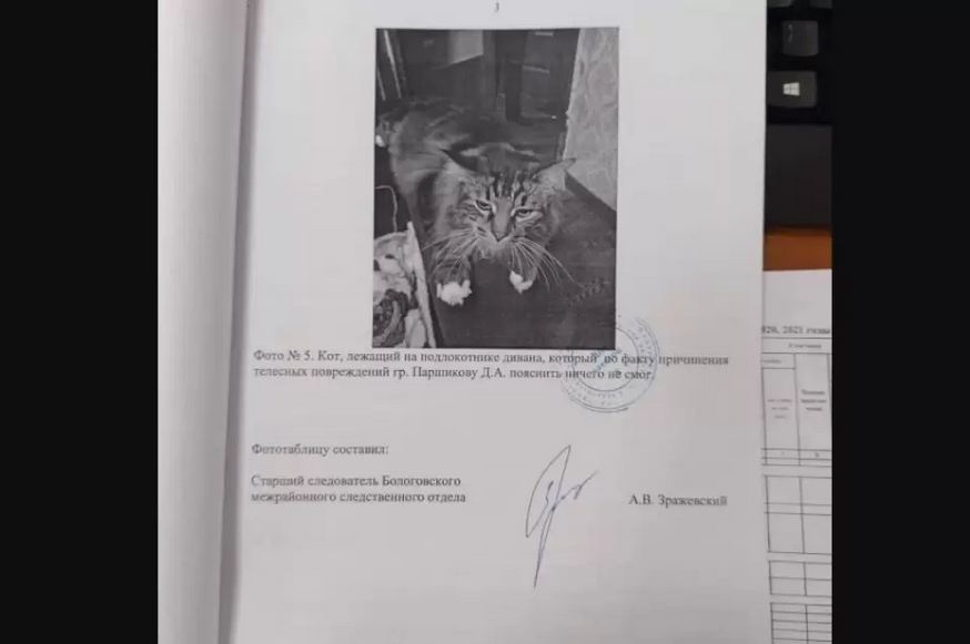 В России кота вызвали на допрос в качестве свидетеля