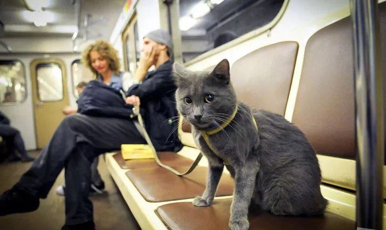 Киевское метро третий день занято поимкой кота: подробности ЧП
