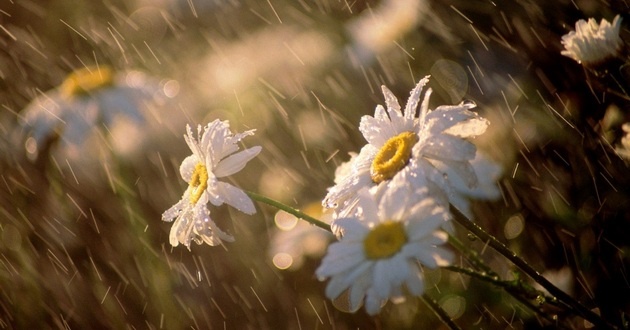 Жара и похолодание волнами: синоптик рассказала о погоде на неделю