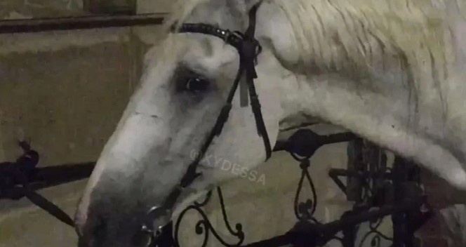 Дергал вместе с каретой: в Одессе "бизнесмен" издевался над лошадью