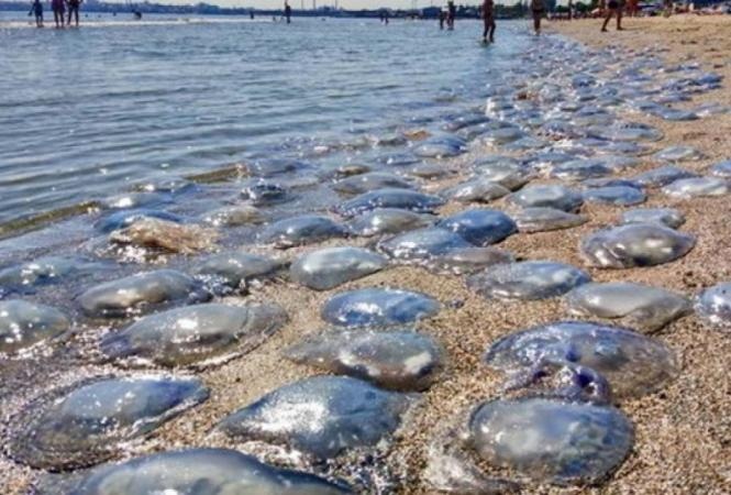 Туристы на Азове придумали интересный способ превратить отдых в "рай" без медуз