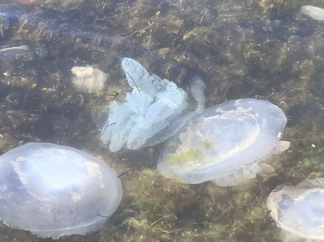 Эксперт по туризму объяснил, почему Азовское море страдает от медуз