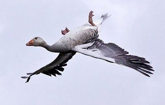 Эксперты рассказали, почему дикие гуси часто летают вверх ногами