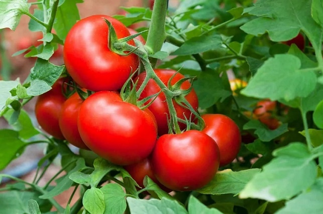 Ученые: помидоры способны защищаться и кричать