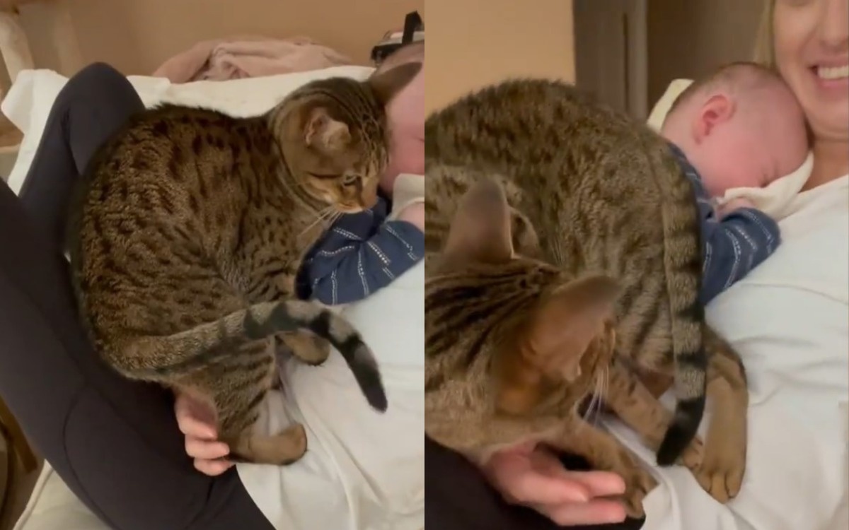 Кошка вызвала хохот, пытаясь занять место ребенка, спящего на руках