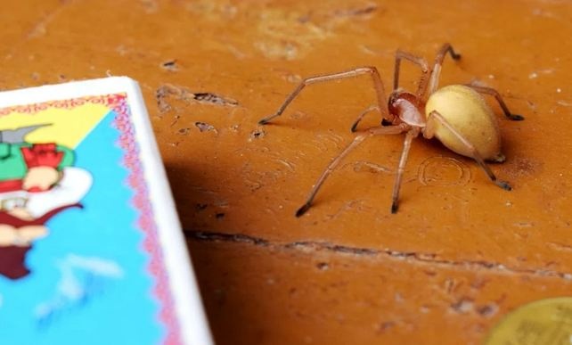 Ядовитые пауки с четырьмя челюстями расплодились в Украине: очень опасен
