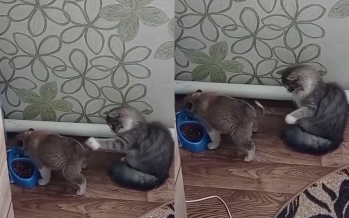 Забавный щенок отвлек кота хвостом, чтобы съесть его корм