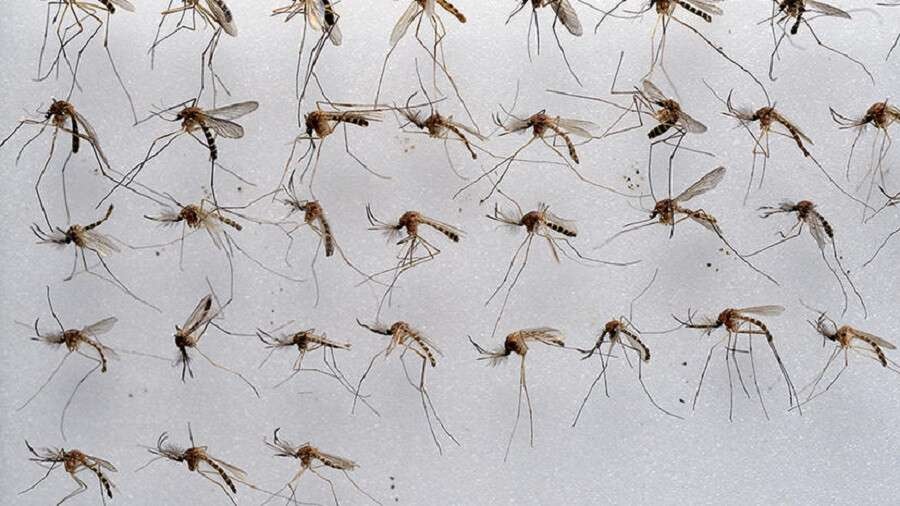 Просто, быстро и бесплатно: как избавиться от комаров на даче