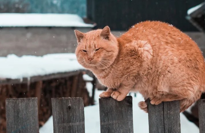Шесть фактов о кошках, которые вы не знали
