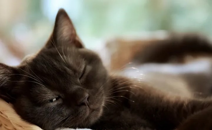 Почему кошки почти все время спят