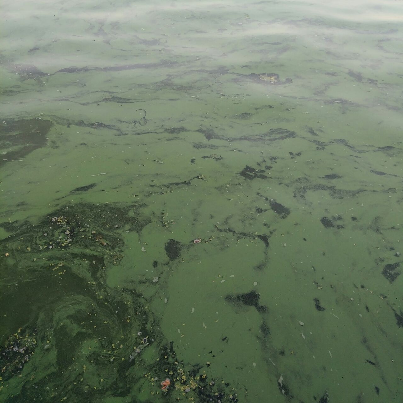 Вода в Днепре приобрела зеленый цвет