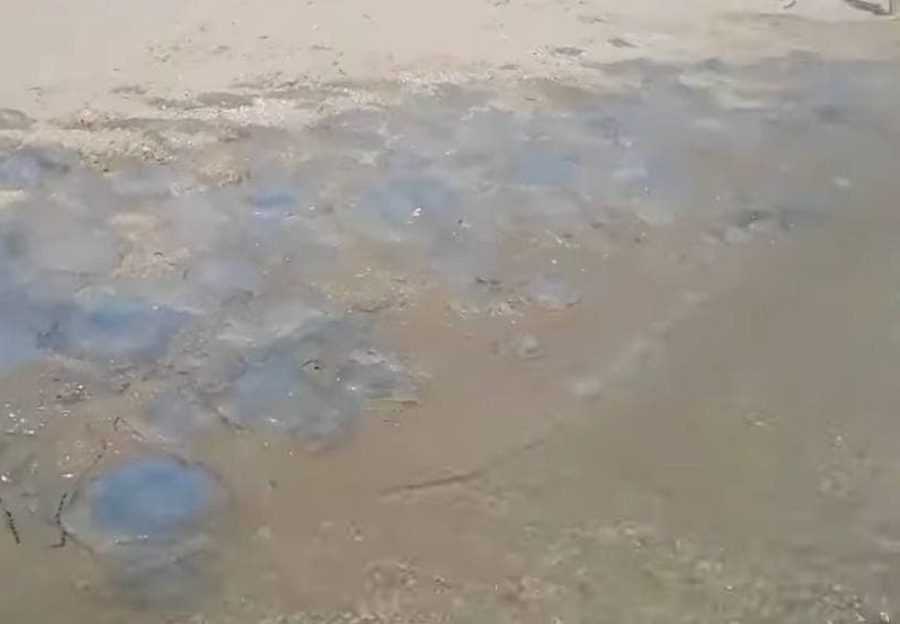 Кирилловку вновь атаковали медузы