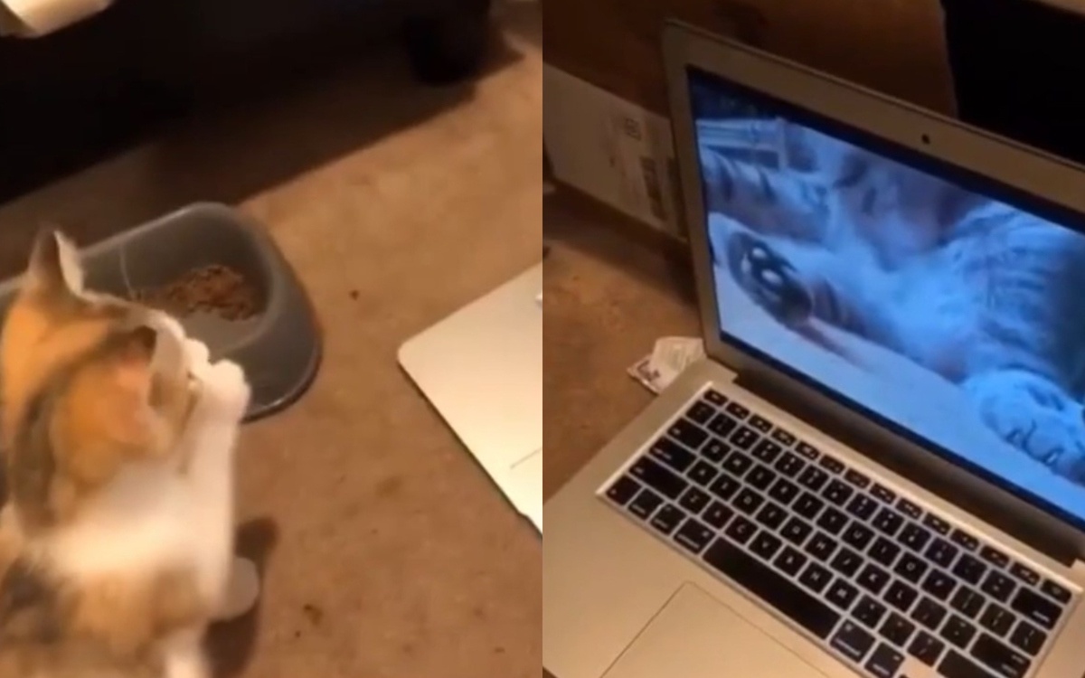Котенок восхитил Сеть, научившись умываться по видеоурокам