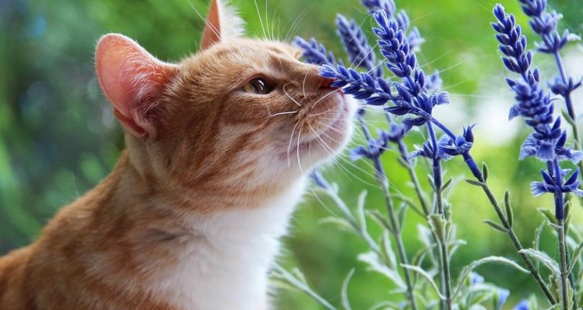 Какие запахи не переносят кошки: подсказки владельцам