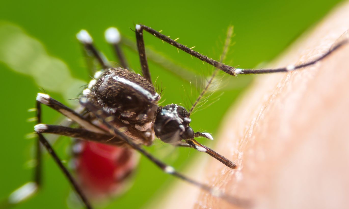 Обнаружено новое опасное заболевание, которое переносят комары