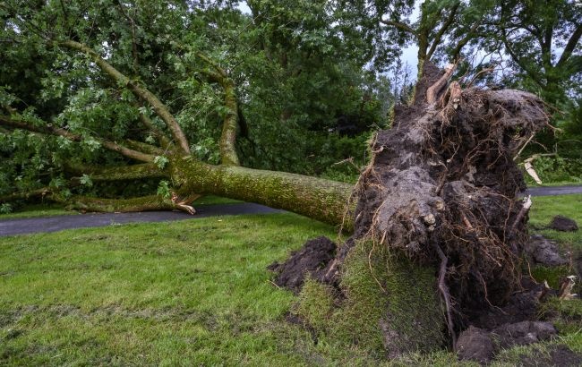 Непогода вблизи Херсона повалила множество деревьев