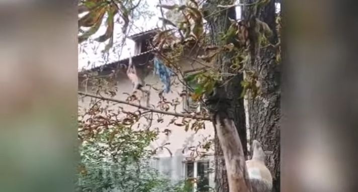 Наркоман, которого по крыше гоняла полиция в Мелитополе, "допрыгался": подробности