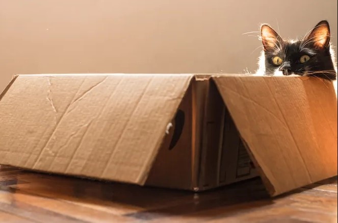 Почему коты так любят пакеты, коробки и другие странные места