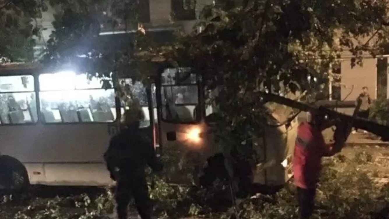 В Киеве во время грозы на маршрутку упало дерево