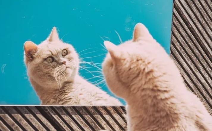 Ученые выяснили, почему кошки "сходят с ума" после туалета