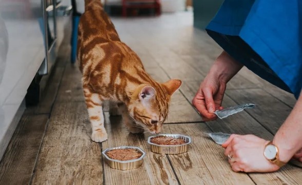 Что делать, если кошка наотрез отказывается от еды