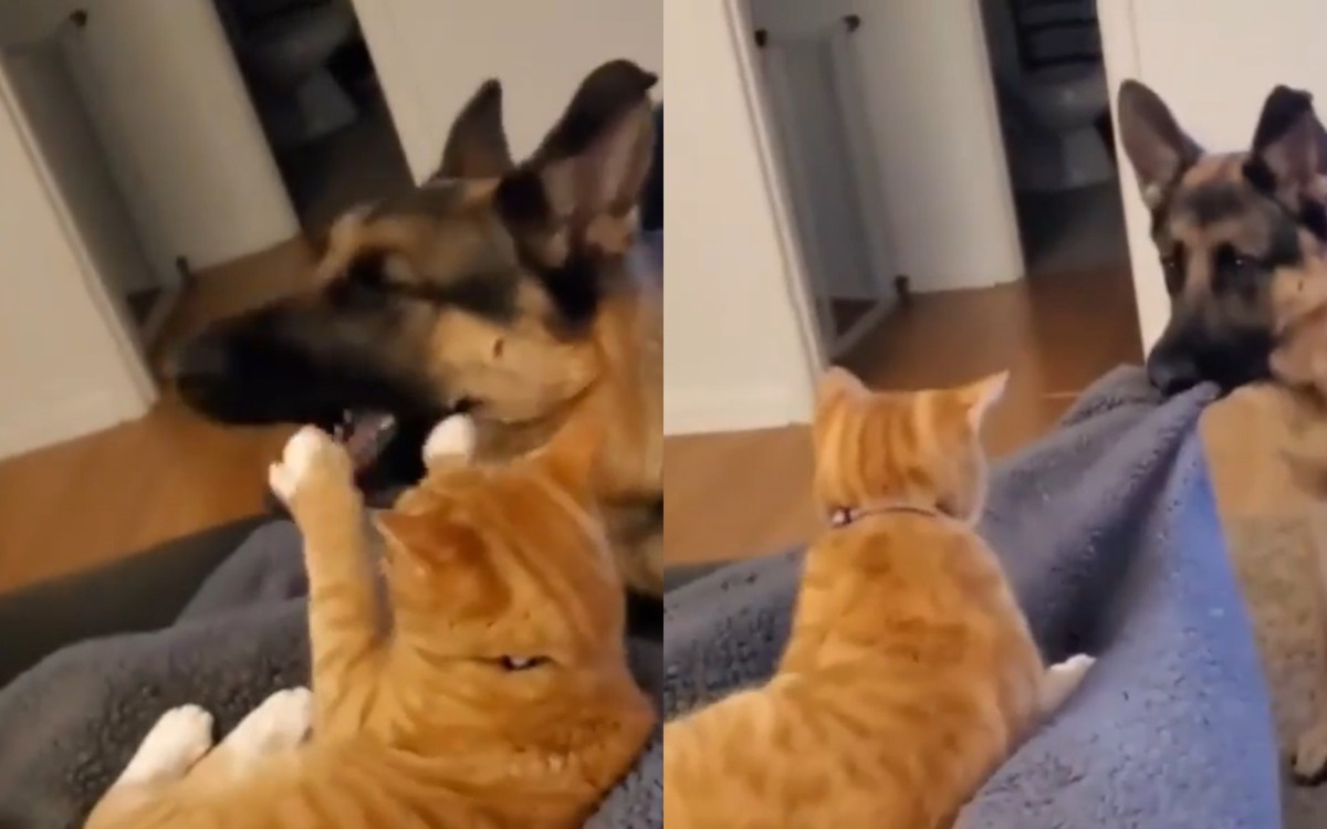 Собака нашла ловкий способ проучить приставучего кота
