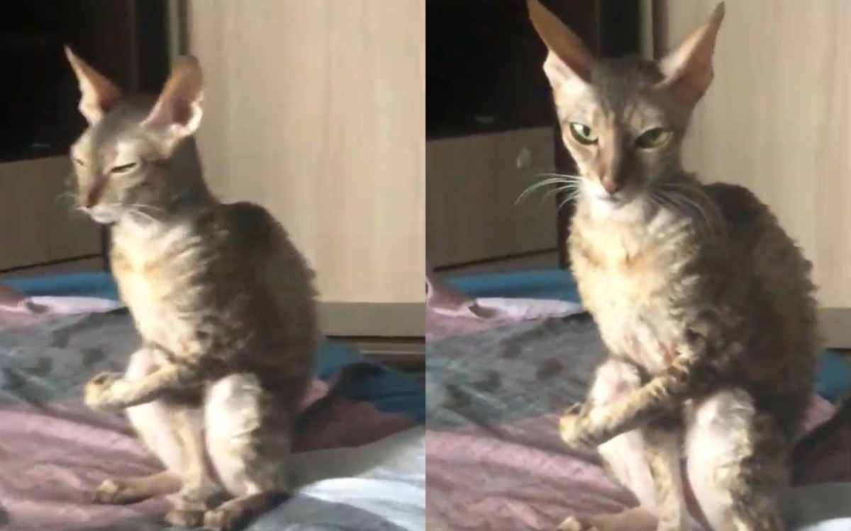 "Как врежу!": сжимающая "кулак" кошка заставила Сеть хохотать