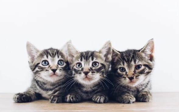 Кот или кошка: как безошибочно определить пол котёнка