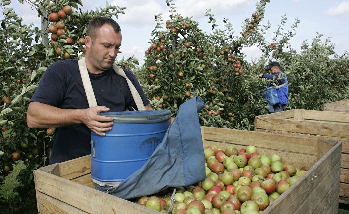 Украинские заробитчане отказываются работать в Польше на сборе яблок