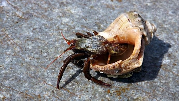 В Азовском море растет популяция хищника, опаснее медузы: ученые предупреждают об угрозе