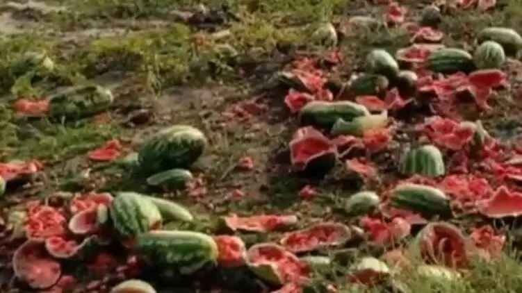 Реализовать не удалось: в Херсонской области фермеры уничтожили урожай арбузов