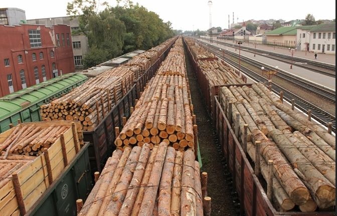 ЕС требует древесины: "Слуги народа" планируют разрешить продажу украинского леса