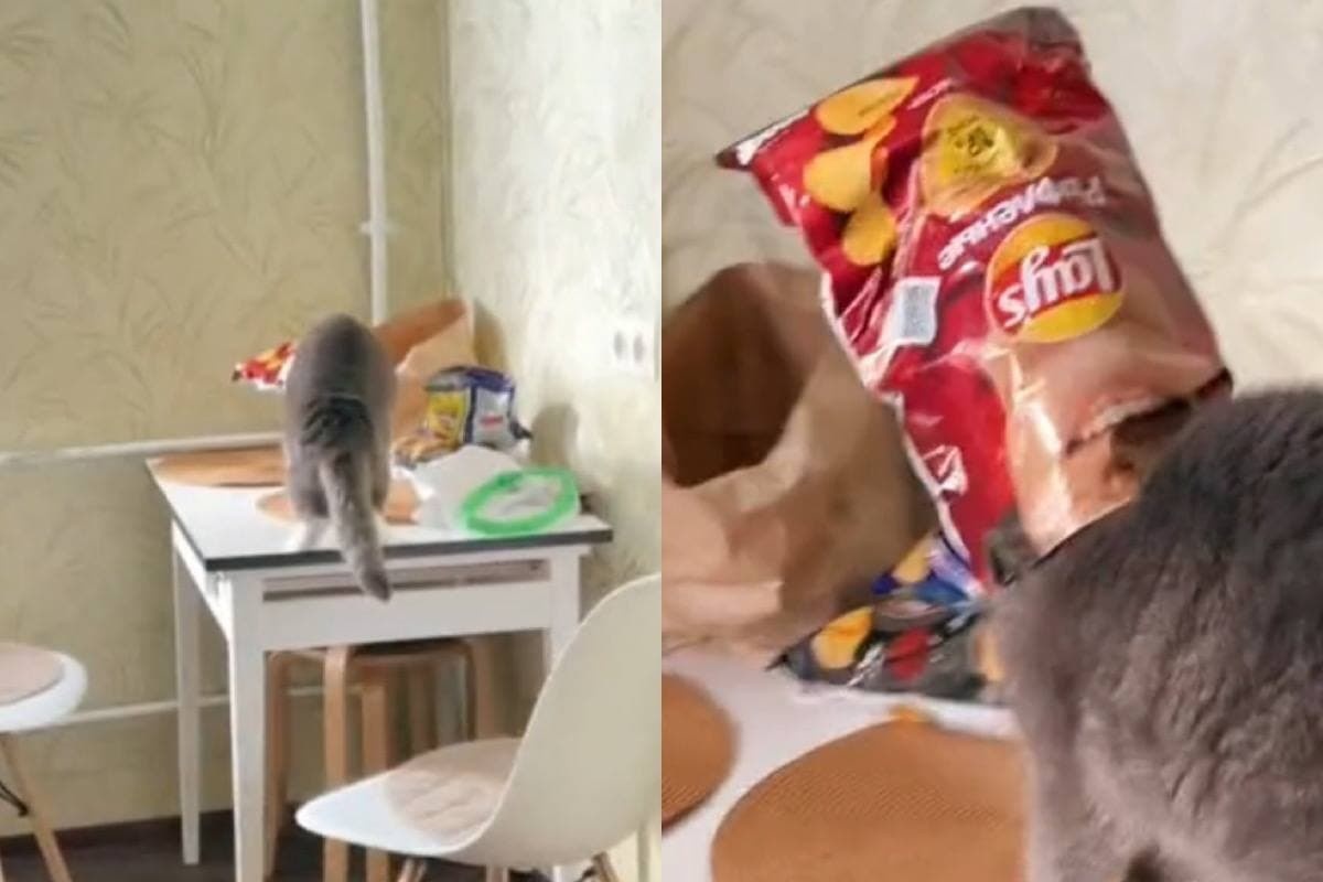 Наглый кот, пытавшийся украсть чипсы, поплатился за свою дерзость