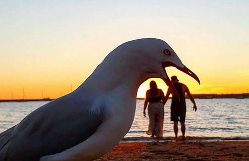 Вторжения никто не ожидал: чайка испортила романтические кадры на пляже