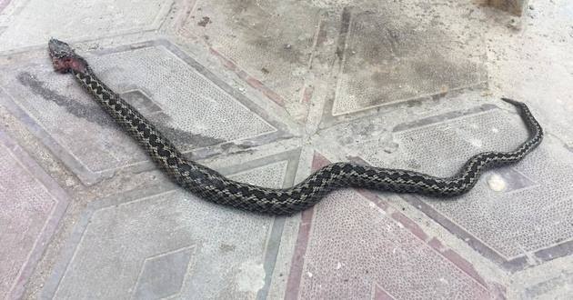 Семья ядовитых змей атаковала школу на Прикарпатье
