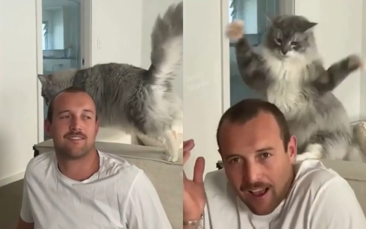 "Расселся тут!": кот удивил соцсети, без причины отлупив человека
