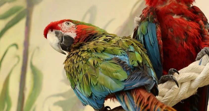 В Аргентине попугай помог раскрыть убийство хозяйки
