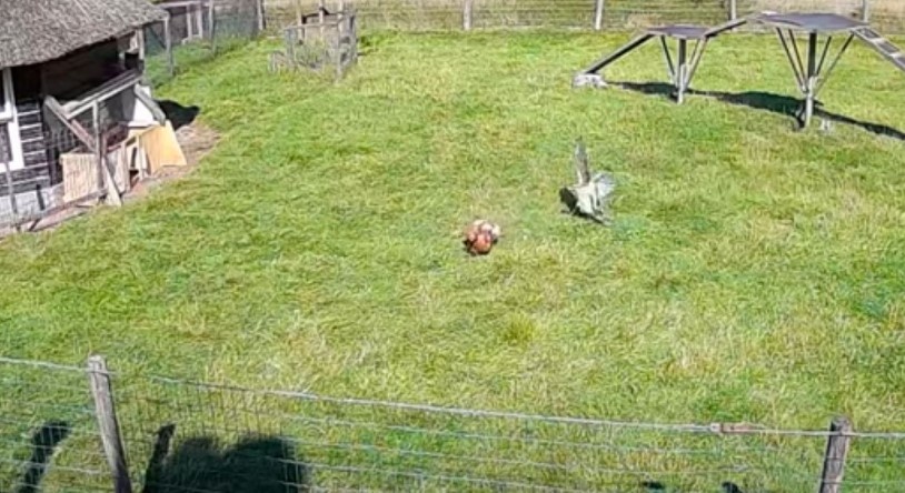 Отважные петух и козел спасли курицу от ястреба: удивительные кадры