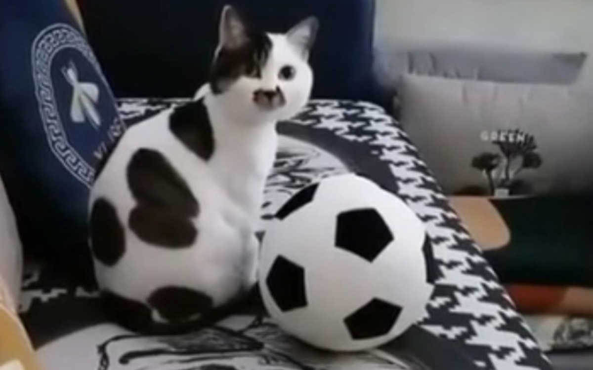 Кот, похожий на футбольный мяч, насмешил соцсети